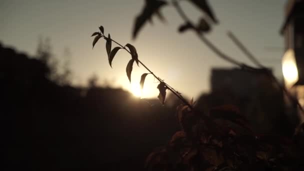 美丽的日落背景在城市 — 图库视频影像