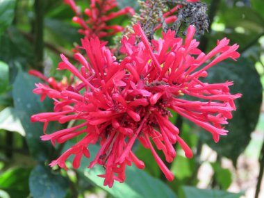 Peru'da batı Amazon'da çiçek bulundu.