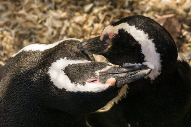 İki Macellan Pengueni 