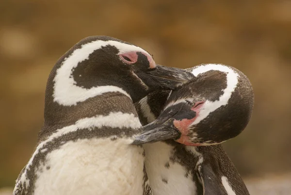 Dois pinguins de Magalhães. — Fotografia de Stock