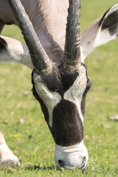 Antylopa Oryks Łące Ogrodzie Zoologicznym Włochy — Zdjęcie stockowe