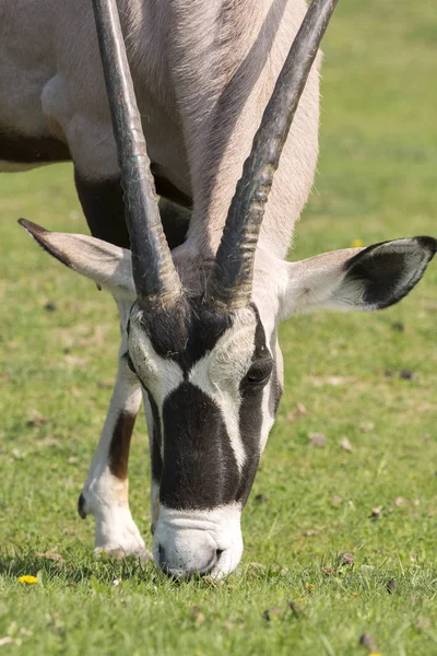 Antílope Oryx Prado Zoológico Italia —  Fotos de Stock