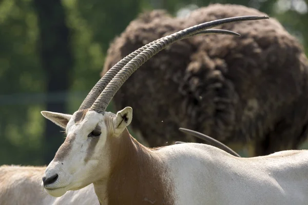 Oryx Antilop Hayvanat Bahçesinde Talya Bir Çayır Üzerinde — Stok fotoğraf