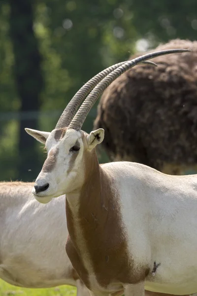 Oryx Antilop Hayvanat Bahçesinde Talya Bir Çayır Üzerinde — Stok fotoğraf