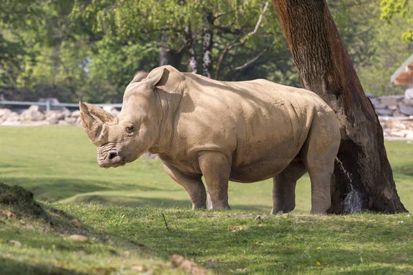Rhinocéros Blanc Dans Zoo Italie — Photo