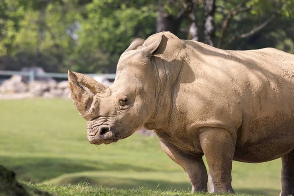 Rhinocéros Blanc Dans Zoo Italie — Photo