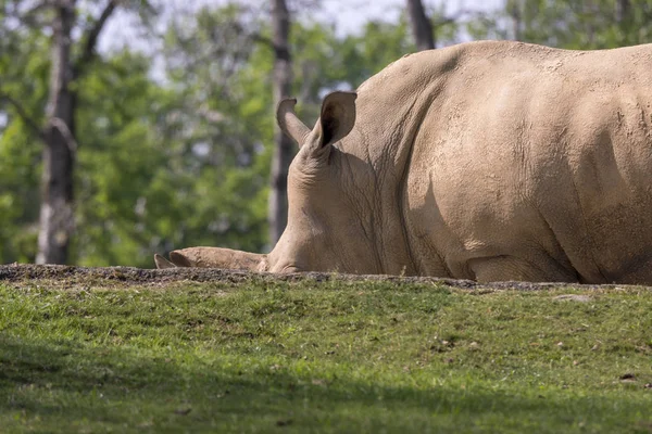 White Rhino Zoo Italy — Stock Photo, Image