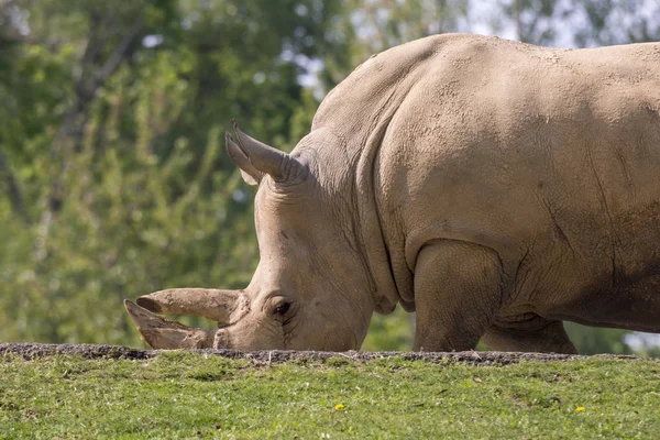 Rhinocéros Blanc Dans Zoo Italie — Photo