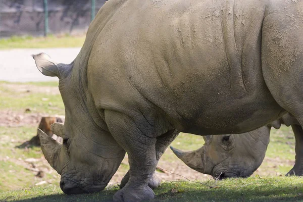 이탈리아에서 동물원에 코뿔소 — 스톡 사진
