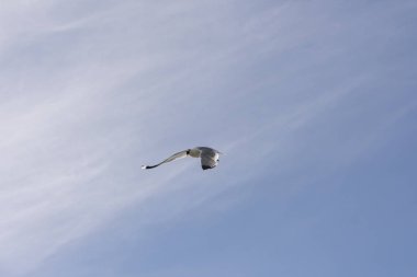 Lofoten Norveç'te sineğin martı