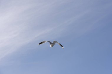 Lofoten Norveç'te sineğin martı