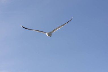 Lofoten Norveç'te sineğin martı