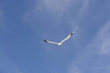 Lofoten Norveç'te sineğin martı