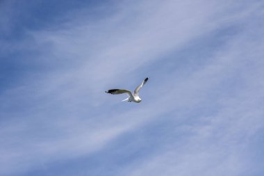 Lofoten Norveç'te sineğin martı