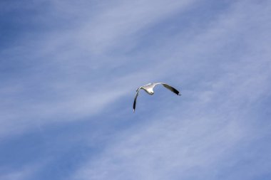 Lofoten Norveç'te sineğin martı
