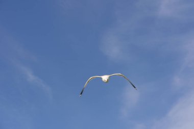 Lofoten Norveç'te sineğin martı