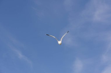 Lofoten Norveç'te sineğin martı