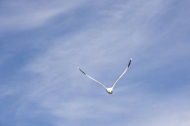 Lofoten Norveç'te sineğin martı