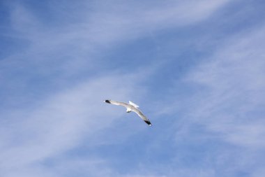 Lofoten Norveç'te sineğin martı