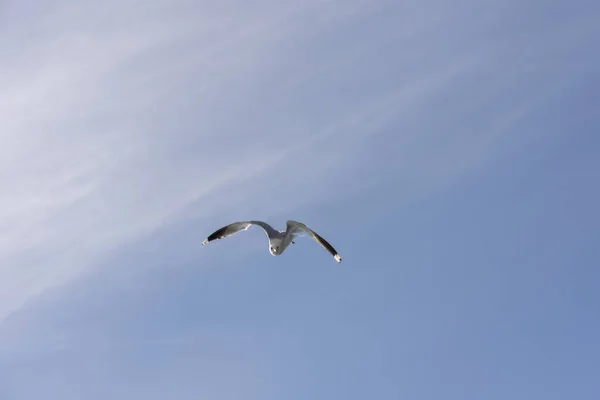 Möwen Fliegen Auf Den Lofoten Norwegen — Stockfoto