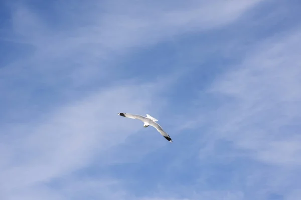 Möwen Fliegen Auf Den Lofoten Norwegen — Stockfoto