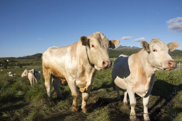 Vacas Color Miel Pastando Haugesund Eggum —  Fotos de Stock