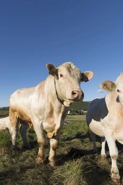 Vacas Color Miel Pastando Haugesund Eggum —  Fotos de Stock