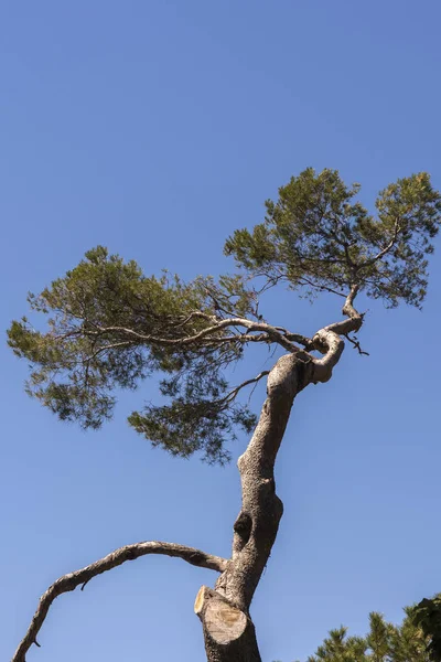 Paisajes Mar Largo Costa Portofino Génova Italia — Foto de Stock