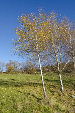 ağaç İtalya ile kırsal manzara
