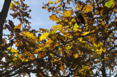 ağaç İtalya ile kırsal manzara