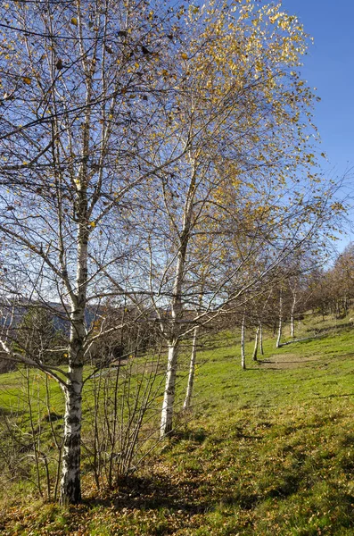 ağaç İtalya ile kırsal manzara