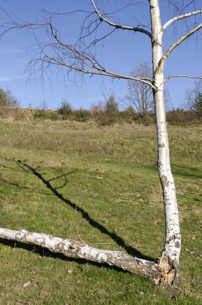 Paisagem Rural Com Vidoeiros Itália — Fotografia de Stock