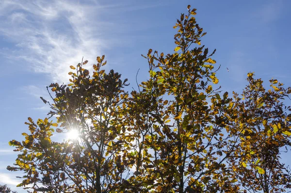 Paesaggio Campagna Con Betulle Italia — Foto Stock