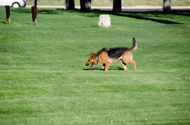 Amerika'da bir çayır üzerinde çalışan Alman çoban köpek
