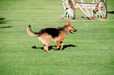 Amerika'da bir çayır üzerinde çalışan Alman çoban köpek