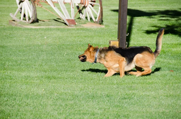German Shepherd Dog Running Meadow America — Stock Photo, Image