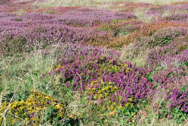 Lands End Cornwall manzaraya yaz aylarında görünümünü