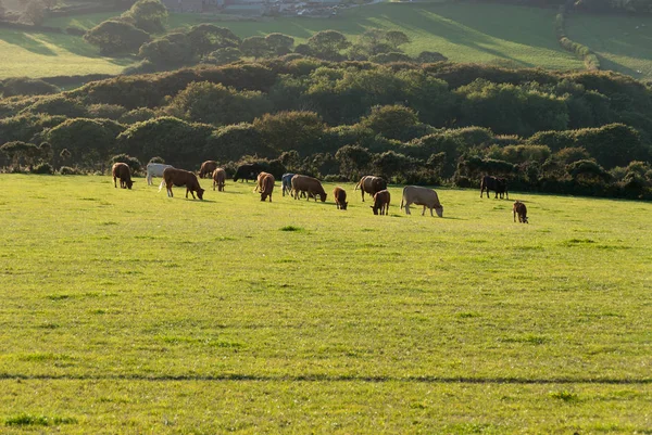 Ovejas Vacas Pastando Prado Lands End Cornwall Verano — Foto de Stock