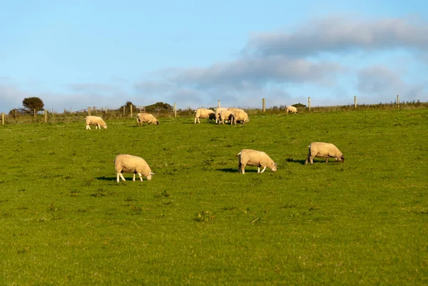 Sheep Cows Grazing Meadow Lands End Cornwall Summer — Stock Photo, Image