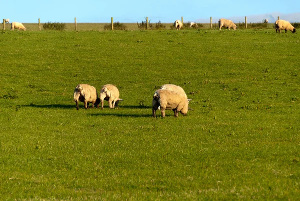 Pâturage Moutons Vaches Sur Une Prairie Lands End Cornouailles Été — Photo