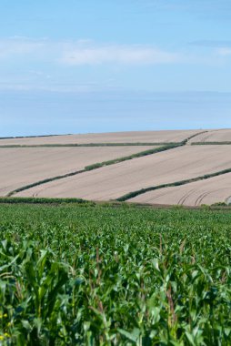 Hills ekili alanları ve saman balya Newquay, Cornwall