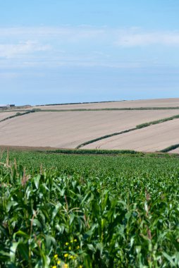 Hills ekili alanları ve saman balya Newquay, Cornwall