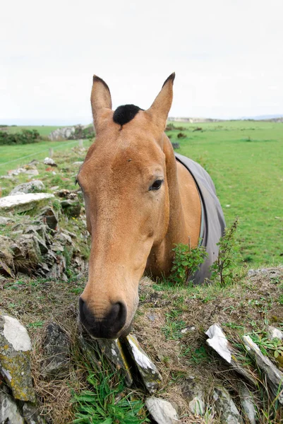 Pferd Auf Einer Weide Tintagel Maismauer Sommer — Stockfoto