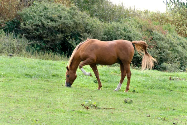 Άλογο Ένα Λιβάδι Στην Tintagel Στην Κορνουάλη Καλοκαίρι — Φωτογραφία Αρχείου