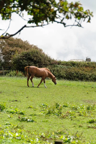 Pferd Auf Einer Weide Tintagel Maismauer Sommer — Stockfoto