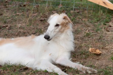 İtalya bir bahçede Rus Greyhound