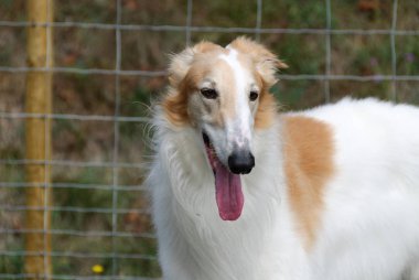 İtalya bir bahçede Rus Greyhound