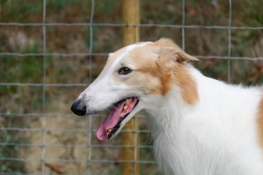 İtalya bir bahçede Rus Greyhound