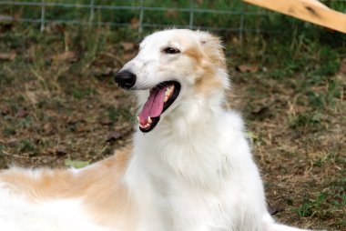 İtalya bir bahçede Rus Greyhound