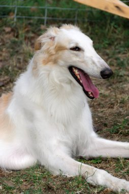 İtalya bir bahçede Rus Greyhound